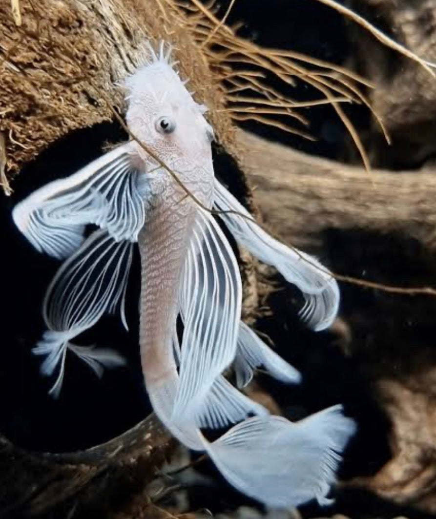 LF Snow White Bristle Nose Pleco
